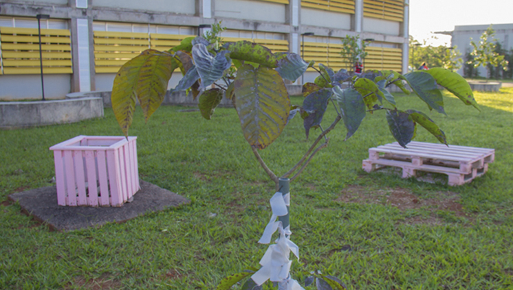 O jardim que presta homenagem a Louise Ribeiro é uma realização coletiva, que envolve alunos, professores, vários departamentos e colaboradores externos (Foto: Beatriz Ferraz/Secom UnB)